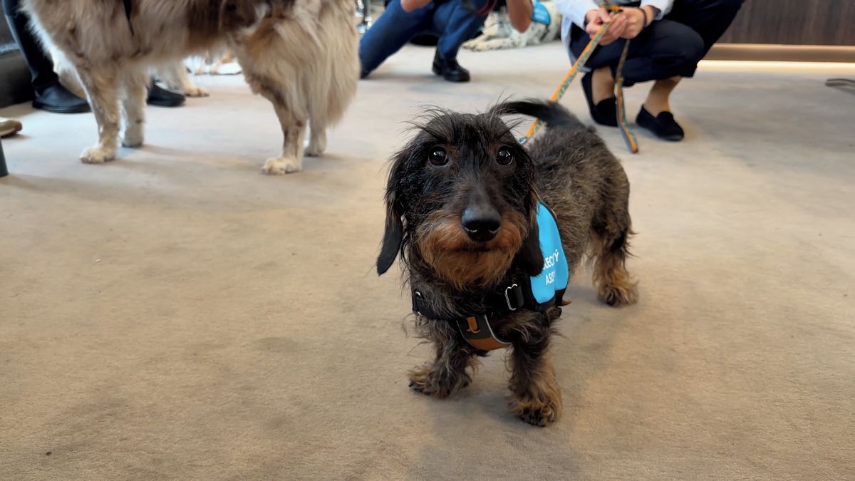 Pražská policie má nového výslechového psa